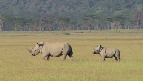 Two-rhinos-in-a-grassy-field