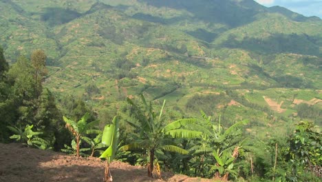Tilt-Up-Zeigt-Die-üppige-Landschaft-Und-Das-Ackerland-Ruandas