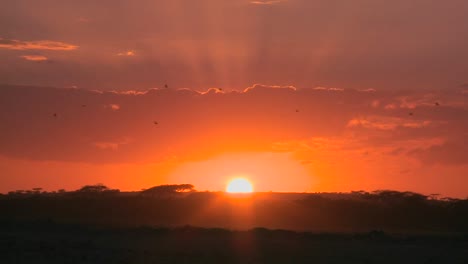 Ein-Strahlender-Sonnenaufgang-Auf-Den-Ebenen-Afrikas