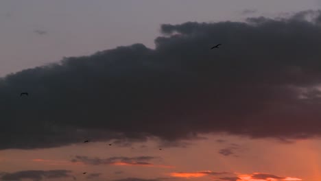 Vögel-Fliegen-In-Den-Sonnenuntergang-Auf-Den-Ebenen-Afrikas