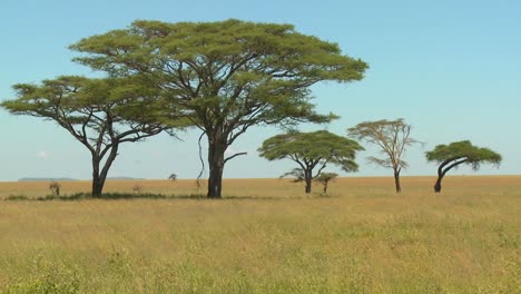 Acacia-trees-grown-on-the-African-savannah