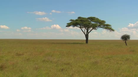 Un-árbol-Solitario-En-La-Llanura-Del-Serengeti