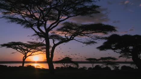 Wunderschöne-Und-Majestätische-Aufnahme-Des-Sonnenaufgangs-Auf-Den-Afrikanischen-Ebenen-Mit-Akazienbäumen-Im-Vordergrund