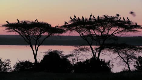 Birds-sit-in-an-acacia-tree-at-sunset-in-Africa