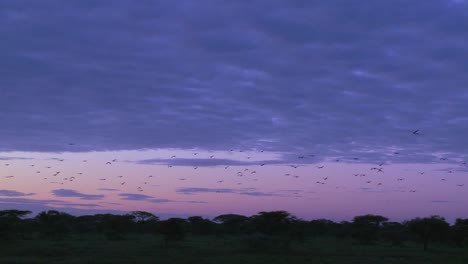 Los-Pájaros-Migran-A-Través-De-Un-Cielo-Púrpura