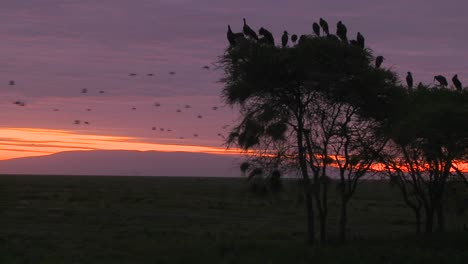 Vögel-Sitzen-In-Den-Bäumen-Und-Beobachten,-Wie-Andere-Im-Morgengrauen-Auf-Der-Serengeti-.-Wandern