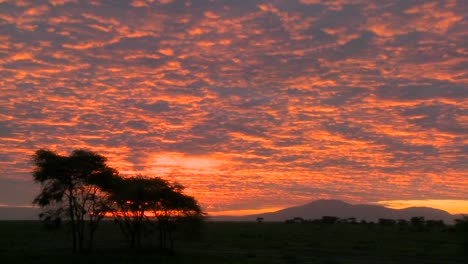 Ein-Wunderschöner-Orangefarbener-Sonnenuntergang-über-Den-Ebenen-Afrikas-Mit-Akazienbäumen-Im-Vordergrund