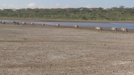 Zebras-Wandern-Durch-Eine-Trockene,-Ausgedörrte-Region-Ostafrikas