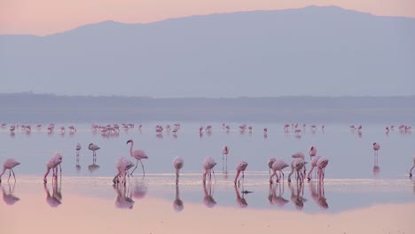Beautiful-footage-of-pink-flamingos-in-early-morning-light-on-Lake-Nakuru-Kenya-8