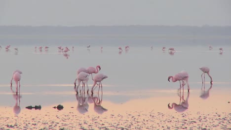 Beautiful-footage-of-pink-flamingos-in-early-morning-light-on-Lake-Nakuru-Kenya-9