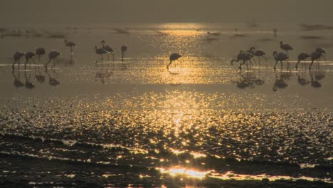 Beautiful-footage-of-pink-flamingos-in-early-morning-light-on-Lake-Nakuru-Kenya-10