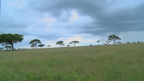 Eine-Zeitrafferaufnahme-Von-Wolken,-Die-Sich-über-Die-Ebenen-Afrikas-Mit-Akazienbäumen-In-Der-Ferne-Bewegen