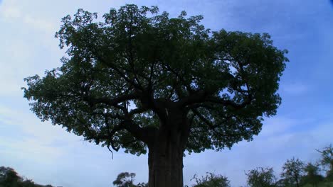 Zeitrafferaufnahme-Von-Wolken,-Die-Sich-über-Einen-Majestätischen-Baobab-Baum-Im-Tarangire-Park-In-Tansania-Bewegen