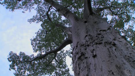 A-low-angle-looking-up-into-a-majestic-baobab-tree-in-Tarangire-National-park-Tanzania