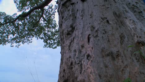 Una-Inclinación-De-ángulo-Bajo-Hasta-Las-Alturas-De-Un-Majestuoso-árbol-Baobab-En-Tarangire-Tanzania