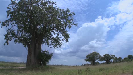 Hermosas-Tomas-De-Lapso-De-Tiempo-De-Nubes-Moviéndose-Detrás-Del-Majestuoso-árbol-Baobab-En-Tarangire-Tanzania