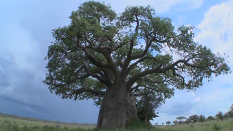Ein-Langsamer-Zoom-In-Einen-Baobab-Baum-In-Den-Ebenen-Von-Tarangire-Tansania