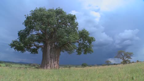 Ein-Baobab-Baum-Im-Tarangire-Park-Vor-Einem-Bedrohlichen-Himmel