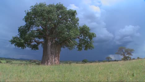 Tilt-up-to-a-baobab-tree-standing-against-a-stormy-sky-in-Tarangire-Tanzania