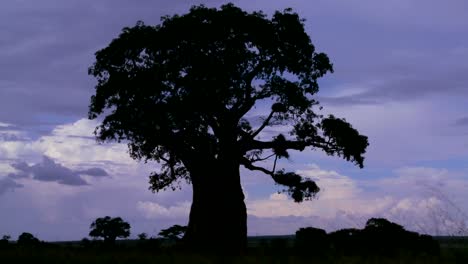 Erstaunliche-Zeitrafferaufnahme-Von-Wolken-Gegen-Einen-Silhouettierten-Baobab-Baum-Auf-Der-Afrikanischen-Ebene