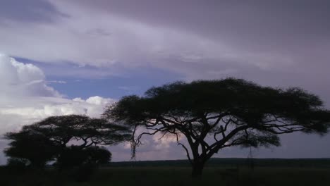 Slow-move-into-acacia-trees-silhouetted-against-a-stormy-sky-in-this-time-lapse-shot