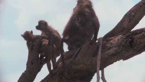 Paviane-Und-Babys-Sitzen-In-Einem-Baum-In-Afrika