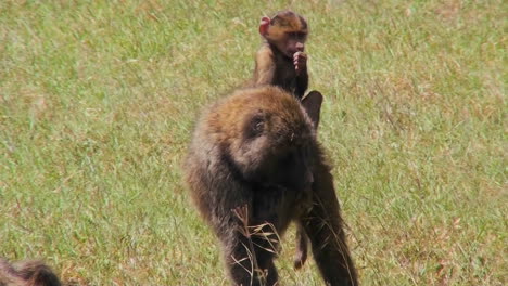 A-baby-baboon-rides-on-her-mothers-back