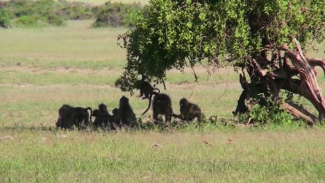 Paviane-Spielen-Unter-Einem-Baum-In-Der-Afrikanischen-Savanne