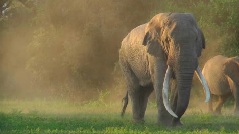 Un-Hermoso-Elefante-Gigante-Majestuoso-Se-Encuentra-En-La-Luz-De-La-Mañana-Con-Colmillos-Enormes