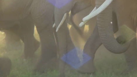 Elefantenhufe-Und--füße-Laufen-In-Einer-Staubwolke