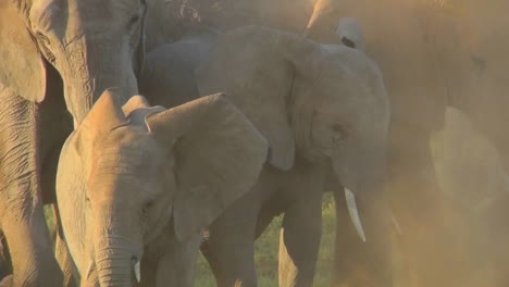 Elefanten-Im-Goldenen-Sonnenaufgang-Oder-Sonnenuntergang-Mit-Babys
