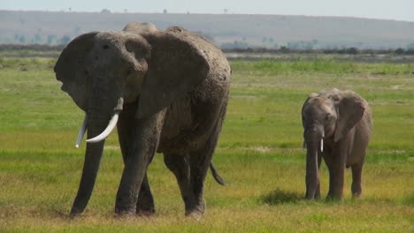 Un-Elefante-Camina-Con-Su-Bebé-En-áfrica