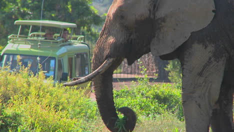 Ein-Elefant-Frisst-Stolz-Gras,-Während-Zuschauer-Auf-Safari-Fotos-Machen