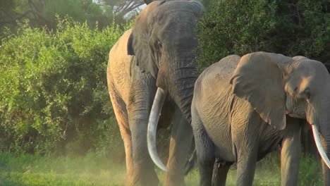 Ein-Elefant-Mit-Massiven-Stoßzähnen-Spaziert-Durch-Den-Busch-In-Afrika