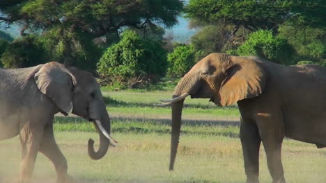 Junge-Elefanten-Kämpfen-Und-Ringen-Bei-Diesem-Paarungsritual