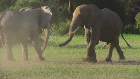 Elefanten-Kämpfen-In-Afrika