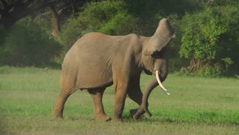 Zwei-Elefanten-Kämpfen-In-Den-Ebenen-Afrikas