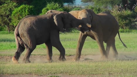 Zwei-Elefanten-Verriegeln-Stoßzähne-Und-Kämpfen-Auf-Den-Ebenen-Afrikas
