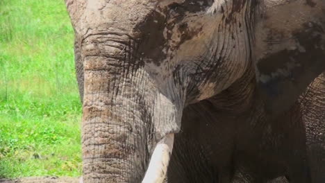 Eine-Nahaufnahme-Eines-Elefantengesichts-In-Afrika