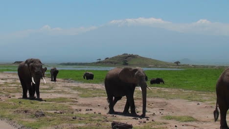 Una-Manada-De-Elefantes-Pasa-Con-El-Monte-Kilimanjaro-Al-Fondo