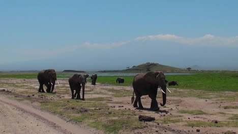 Eine-Herde-Elefanten-Nähert-Sich-Mit-Dem-Kilimanjaro-Im-Hintergrund