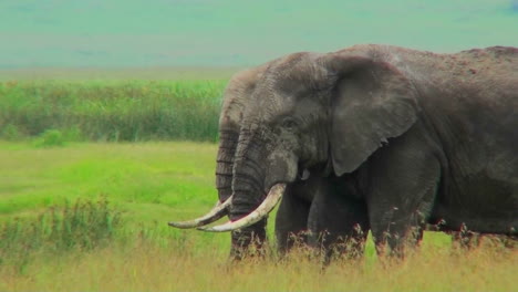 Zwei-Elefanten-Grasen-Auf-Gelben-Feldern-In-Afrika