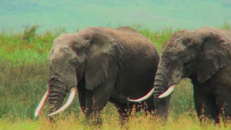 Zwei-Elefanten-Grasen-Auf-Den-Ebenen-Afrikas