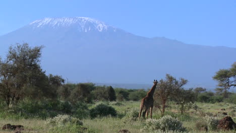 Una-Jirafa-Se-Para-Frente-Al-Monte-Kilimanjaro-En-La-Distancia