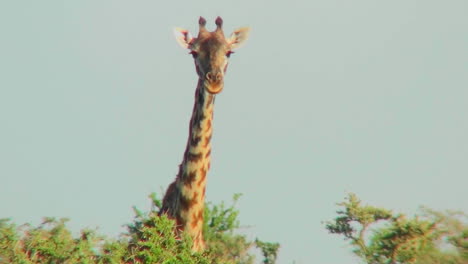 Eine-Giraffe-Späht-über-Die-Baumwipfel