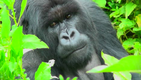 Ein-Gorilla-Sitzt-Im-Grün-Des-Ruanda-Regenwaldes