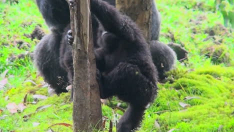 Ein-Baby-Berggorilla-Klettert-Auf-Einen-Eukalyptusbaum-In-Ruanda
