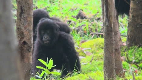 Gorillababys-Spielen-Und-Kämpfen-Im-Dschungel-Ruandas