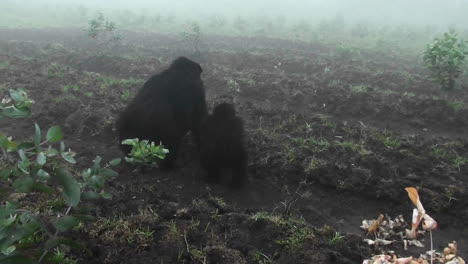 Ein-Erwachsener-Berggorilla-Und-Ein-Baby-Gehen-In-Den-Nebel