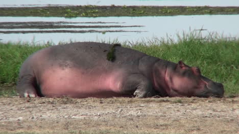 Un-Hipopótamo-Dormido-Junto-A-Un-Abrevadero-En-África
